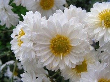 Chrysanthemum Morifolium Ramat Extract